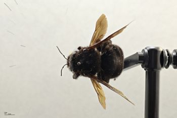 Media type: image;   Entomology 810841 Aspect: habitus dorsal view